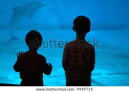 dolphins young