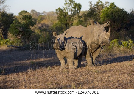 Mother and calf rhino standing in a field