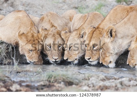 Lion pride drinking water
