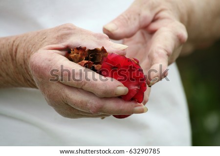 Living with pain series. Senior woman with severe chronic rheumatoid arthritis of the hands holding a rose.