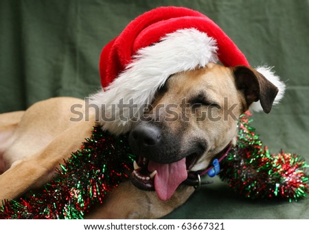 Dog in a Santa Hat with a silly grin and happy look on her face