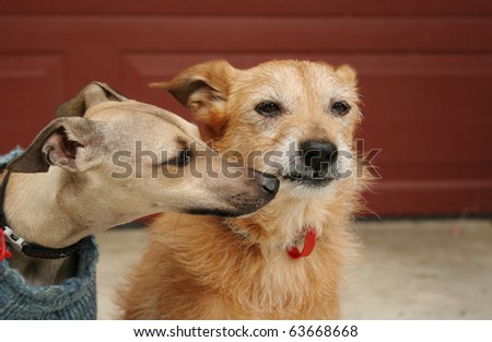 Young Italian Greyhound pup approaching an older dog. Showing animal behavior between young and old.