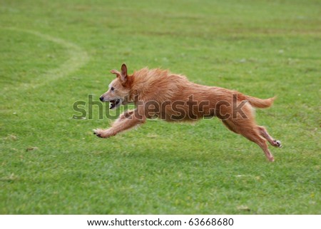 Senior dog running freely in a field. Model is eleven years old
