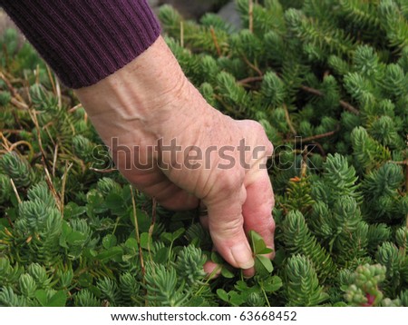 Living with pain series. Hand of a senior woman with rheumatoid arthritis doing gardening.