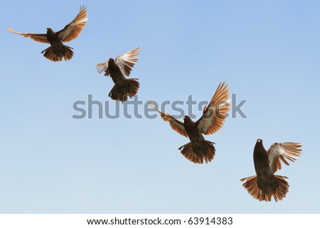 Composite image of a beautiful brown pigeon in flight