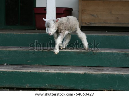 Newborn white lamb coming down the stairs of a house.