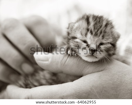 Homeless animals series. Tiny kitten in the hands of his foster carer. Black and white image