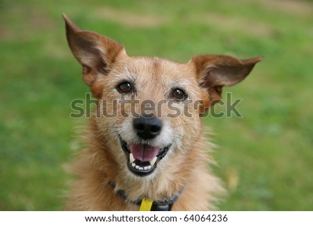 Cute scruffy terrier with a happy smile