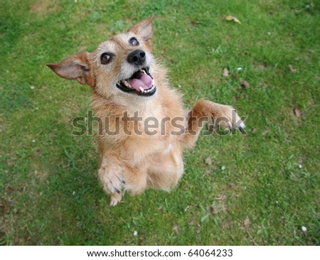 Cute scruffy terrier dog standing on her hind legs with a big smile on her face.