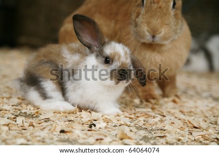 Baby rabbit sitting in front of a large flemish giant rabbit