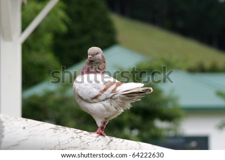 pigeon body