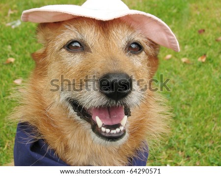 Cute scruffy terrier dog wearing a scarf and a pink hat with a big smile on her face