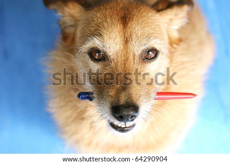 Cute scruffy terrier dog holding a pen looking up