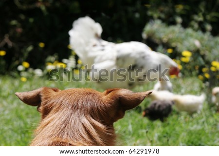 Cute scruffy terrier dog looking at a mother hen with her chickens