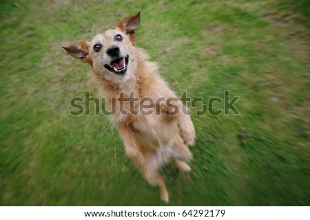 Cute scruffy terrier dog standing on her hind legs looking up with a big grin on her face