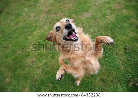 Cute scruffy terrier dog standing on her hind legs, happy grin on her face