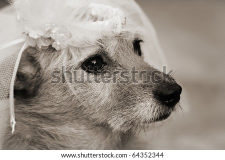 Black And White Wedding Veil. Black and white image