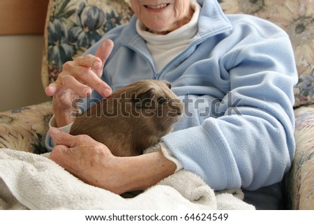 Pet therapy series. Guinea pig in a rest home sitting on the lap of an elderly resident.
