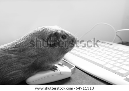 Guinea pig on a computer mouse looking at the screen. Fun black and white image
