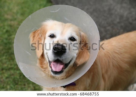 Golden retriever dog wearing an elizabethan collar (also known as a buster collar) worn to stop her chewing at a wound