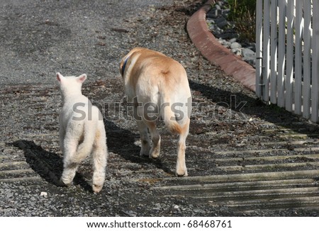 An odd couple, a lamb and a labrador walking down the drive together