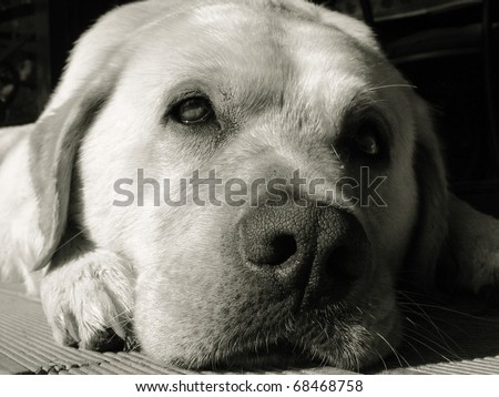 Closeup up of a labrador dog lying down