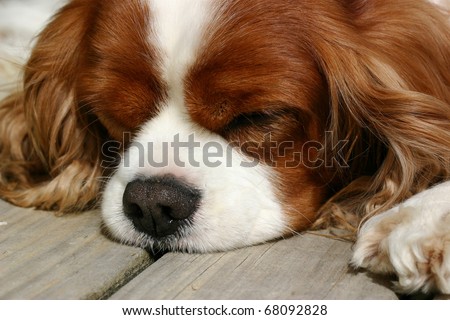 Cavalier king charles spaniel dog having a sleep on the wooden deck