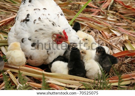 Speckled free range white hen and her newly hatched chickens.