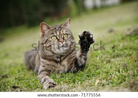 Exotic tabby shorthair with his paw raised