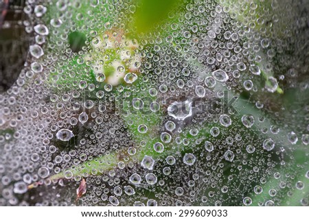 Dew drop on spider web after the rain has gone.