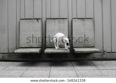 dog on gray background looking down, Jack Russell terrier puppy siting on concrete chairs on gray background