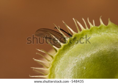 Macro shot of fly caught by venus fly trap