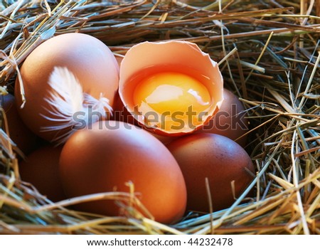 Chicken eggs in the straw with half a broken egg in the morning light.