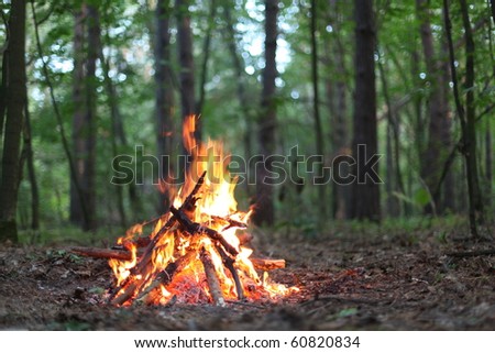 Bonfire in the forest.