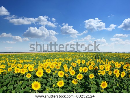 Sunflower field on a blue sky background.