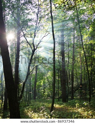 Sun\'s rays shining through the trees in the forest.