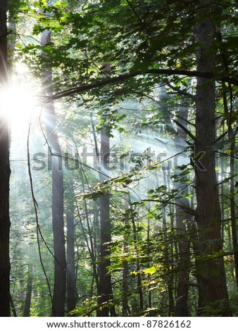 Sun\'s rays shining through the trees in the forest.