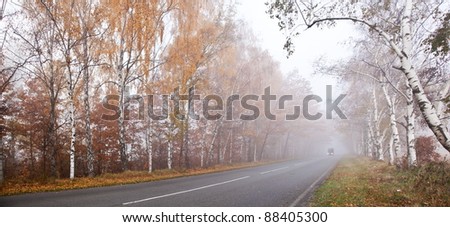 Forest road in a foggy autumn day.