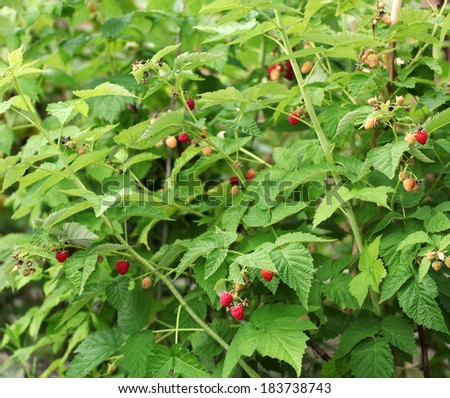Shrubs of raspberry in the garden with ripe berries on them.