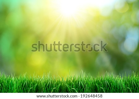 Green grass with sunset views. Blurred background.