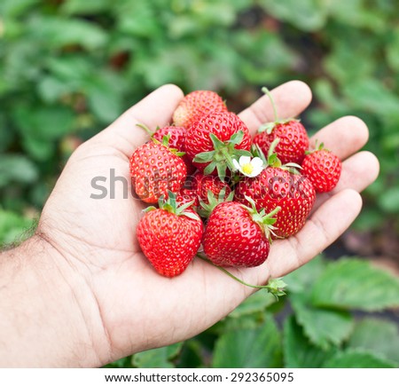 Strawberry fruits in a man\'s hands. Green leaves on the background.