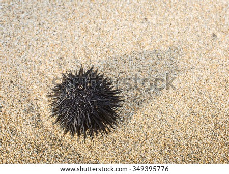 Urchin  at the coast line.The calm sea at the background.