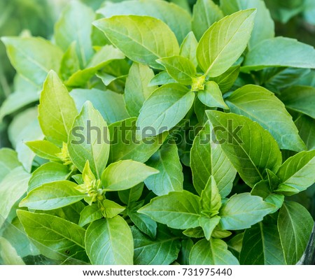 Green basil herbs. Large bunch of basil close-up.