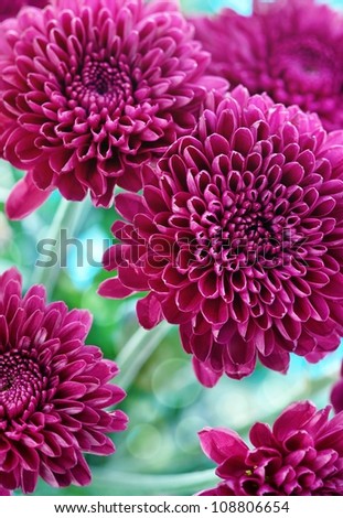 purple chrysanthemum flowers on the abstract background