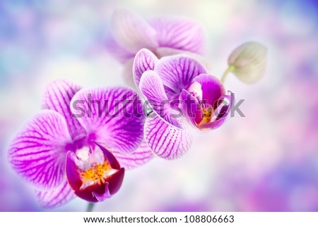 Purple orchid flowers . Floral background with copy-space .
