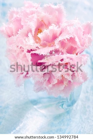 delicate pink tulips  (pastel colors)