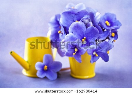 beautiful violet flowers in a yellow pots . lilac background.