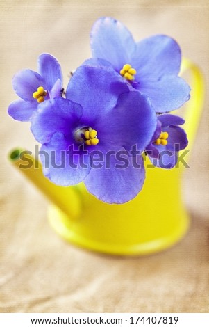 beautiful violet flowers in a yellow pot .(Saintpaulia)