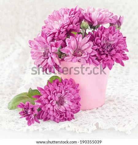 fresh purple chrysanthemum flowers in a flowerpot on a table