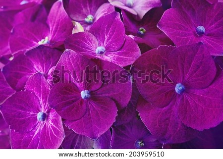 Closeup of a purple hydrangea flowers .Beautiful floral background.